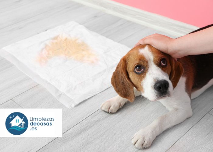 ¿Cómo eliminar el olor fuerte a orina de perro?
